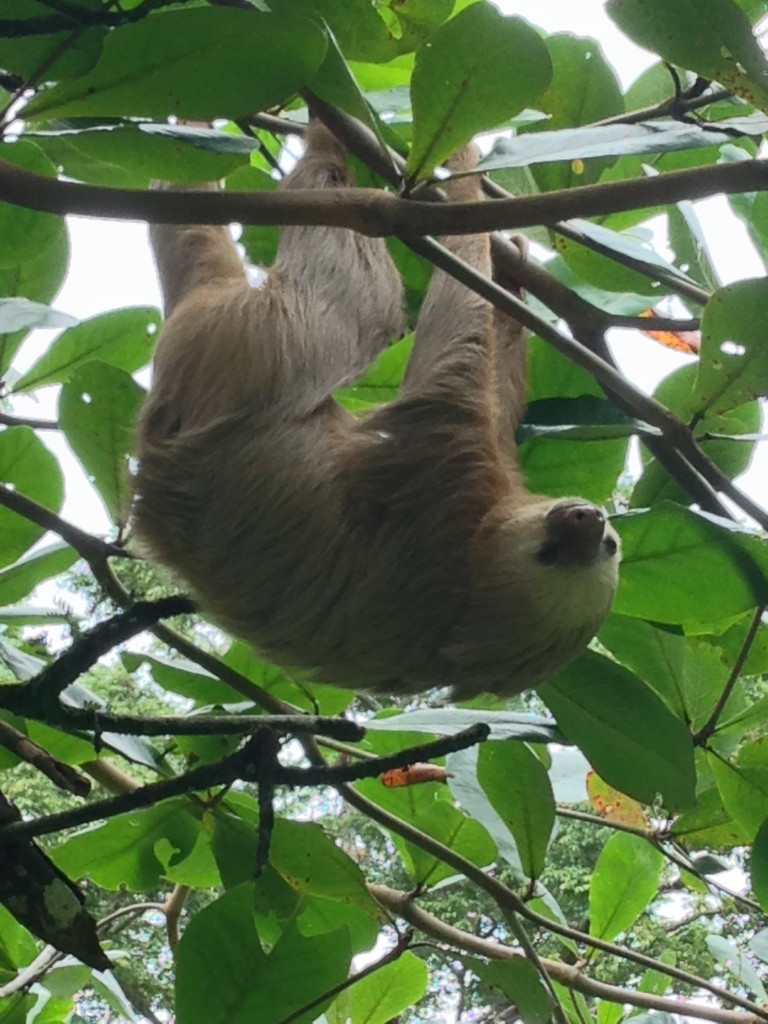 Slothbro reppin out pullups