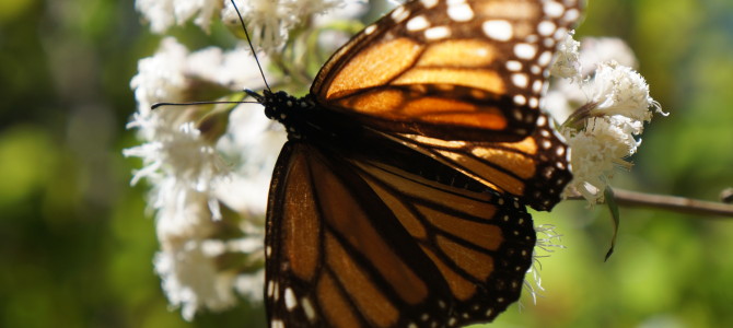 Monarch Butterfly Reserve in Valle de Bravo, Mexico [VIDEO]